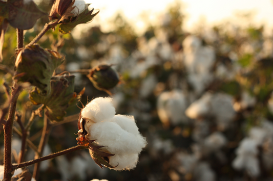 Sustainable Fashion: How Conscious Clothing Shapes the Future of Style